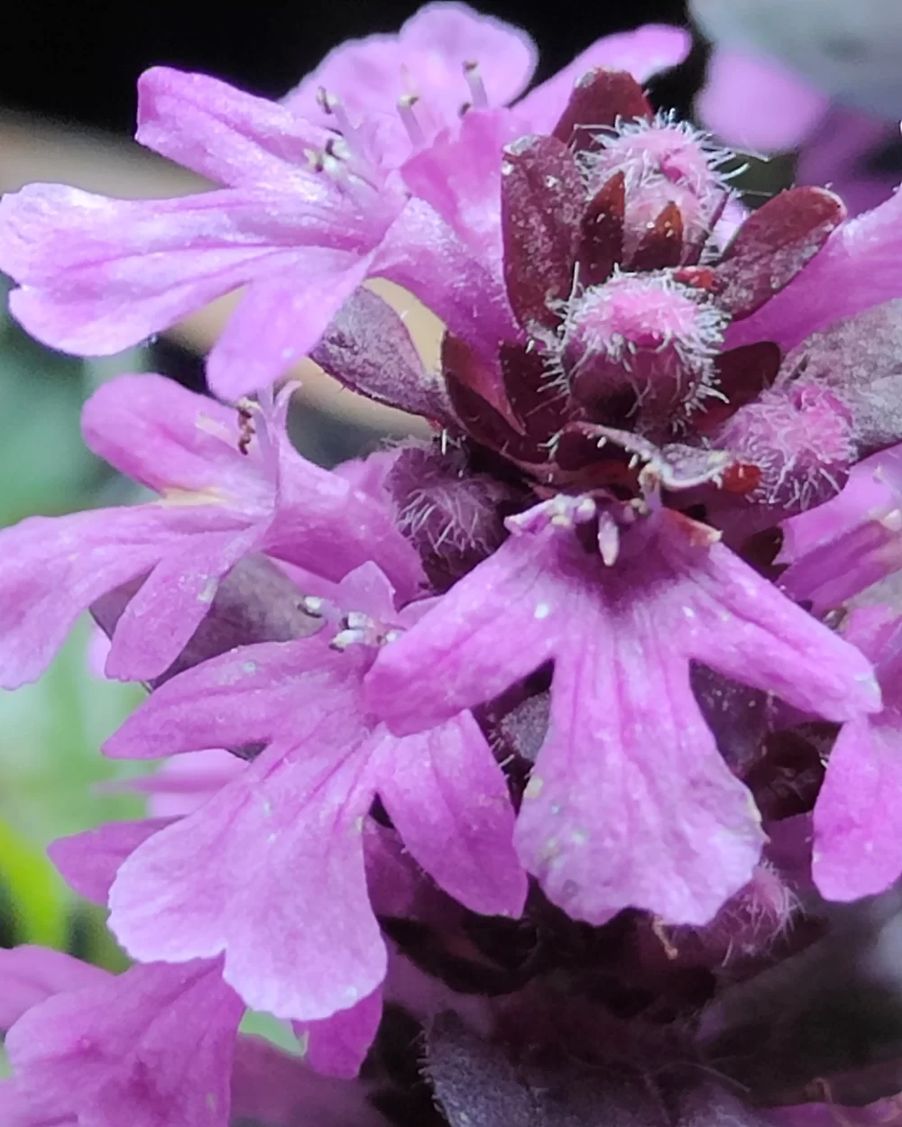 Ajuga reptans Midnight Mystery  