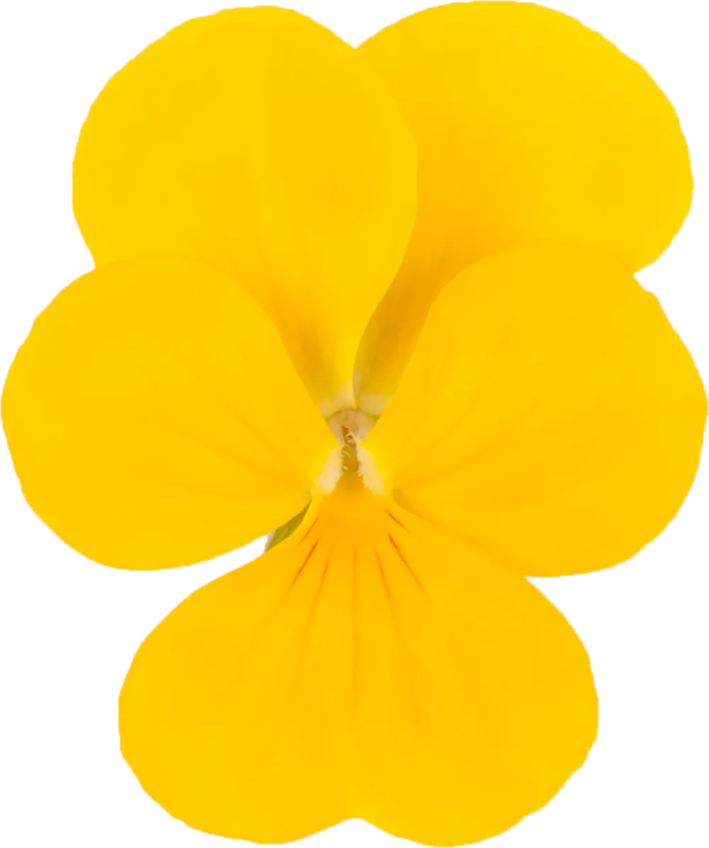 Viola cornuta Vivaldi Yellow
