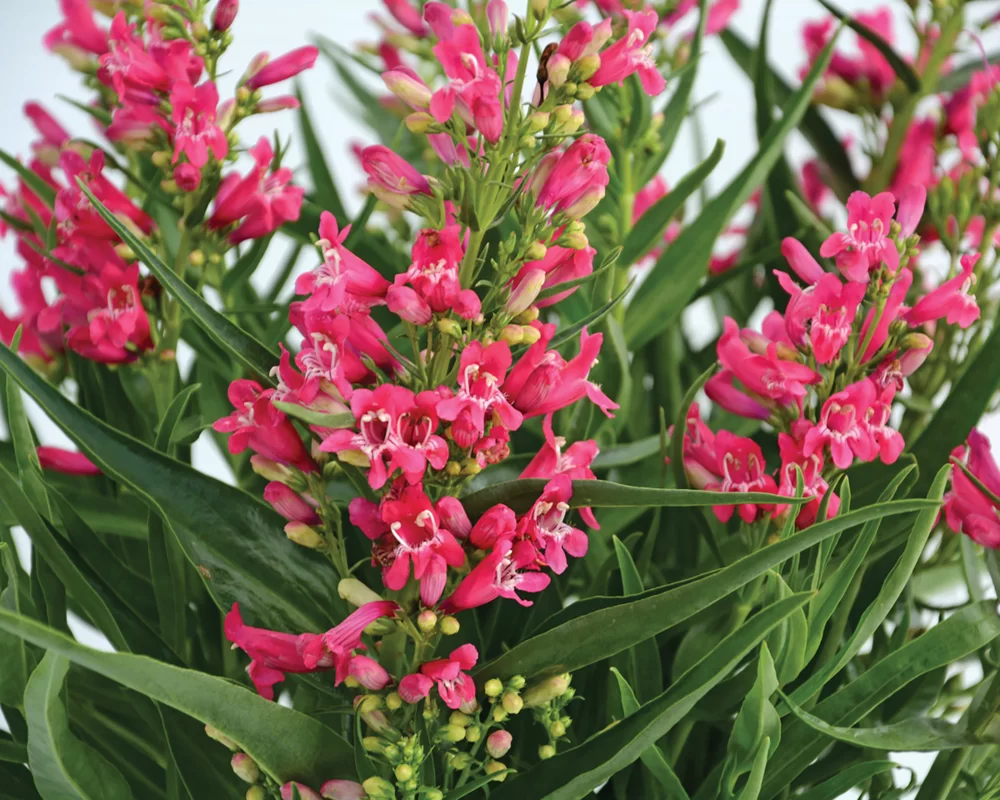 Penstemon barbatus Rock Candy® Ruby