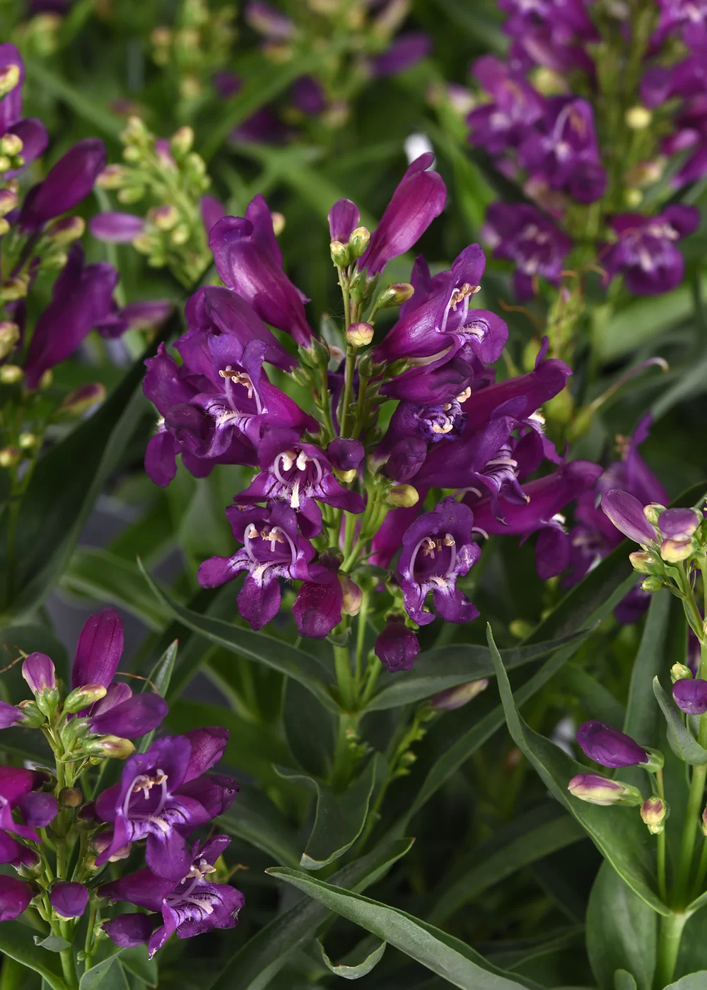 Penstemon barbatus Rock Candy® Purple
