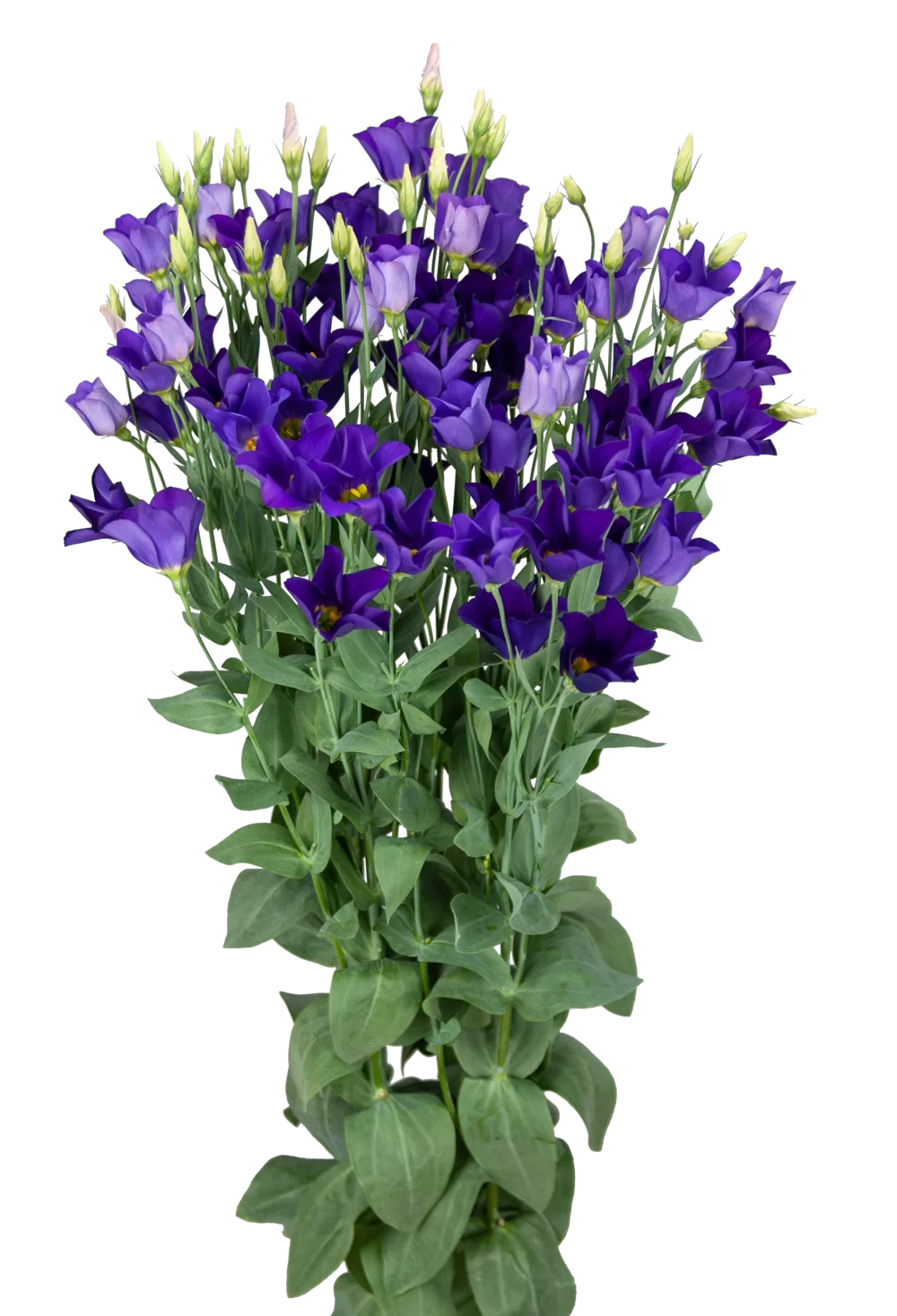 Lisianthus grandiflorum Botanic Purple F20-918