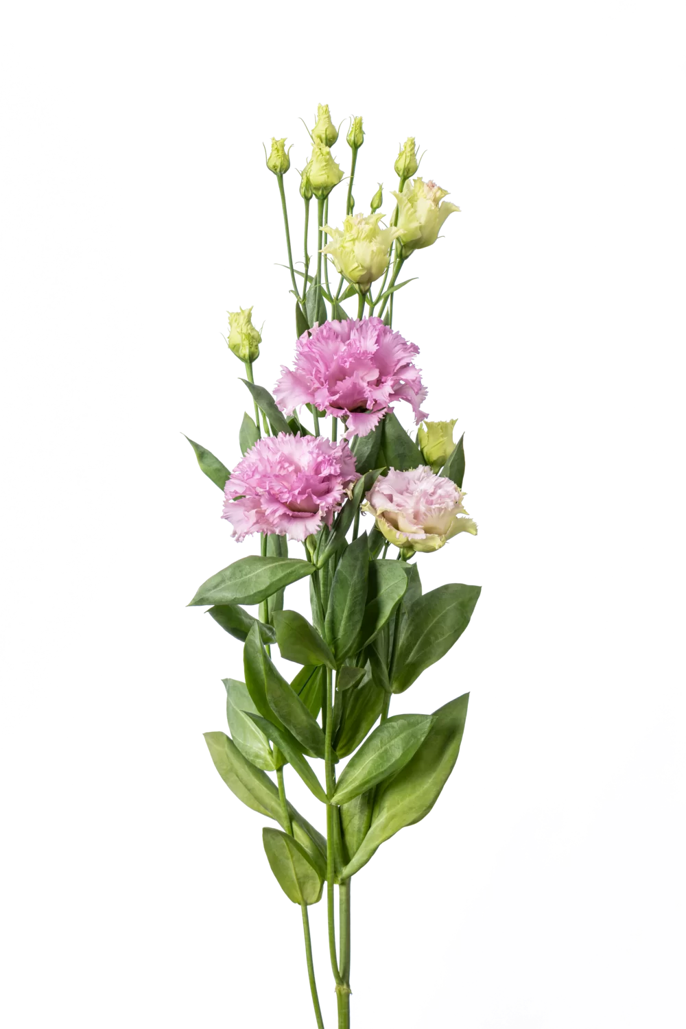 Lisianthus grandiflorum Celeb Feather 3 Lavender