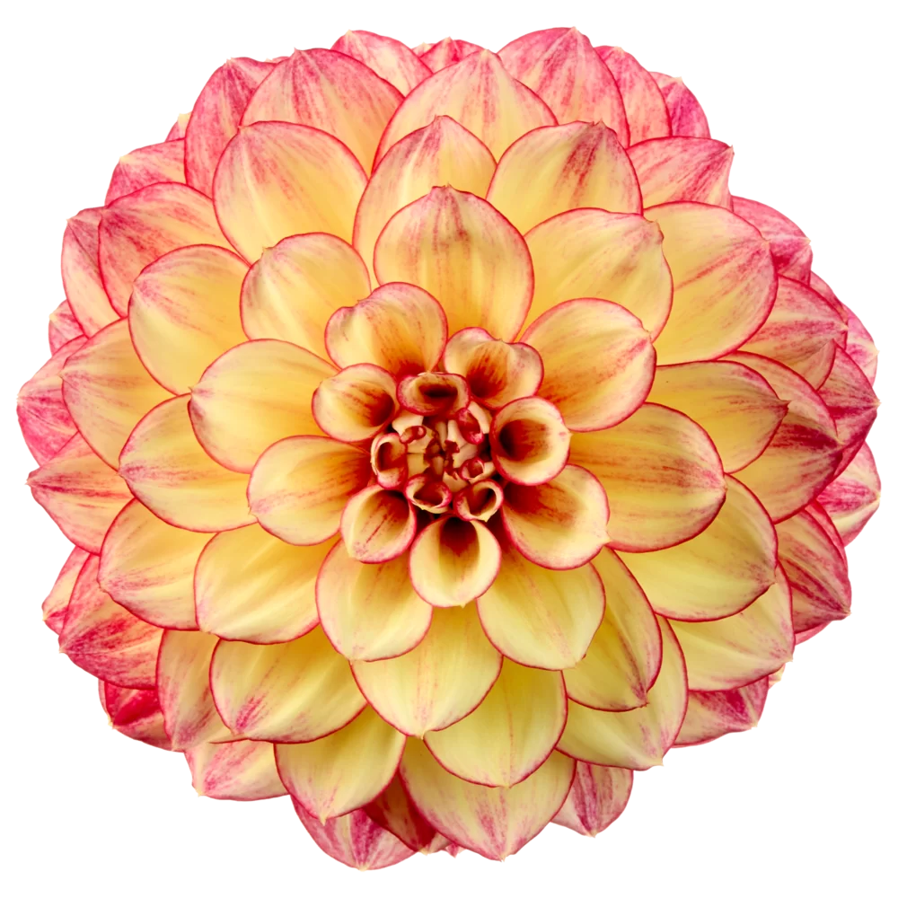 Dahlia coccinea MidiMax Yellow Red Bicolour