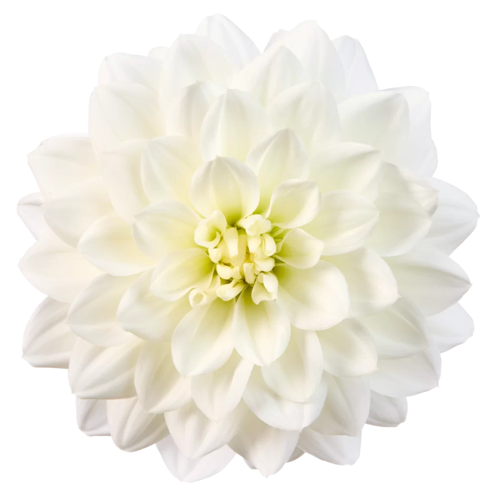 Dahlia coccinea MidiMax White