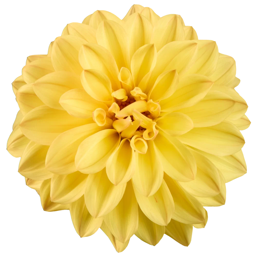 Dahlia coccinea Maxi Noir Yellow