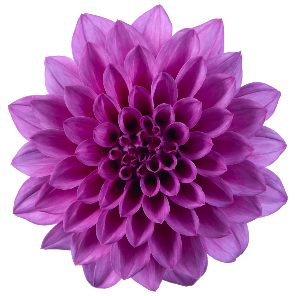 Dahlia coccinea Maxi Noir Purple