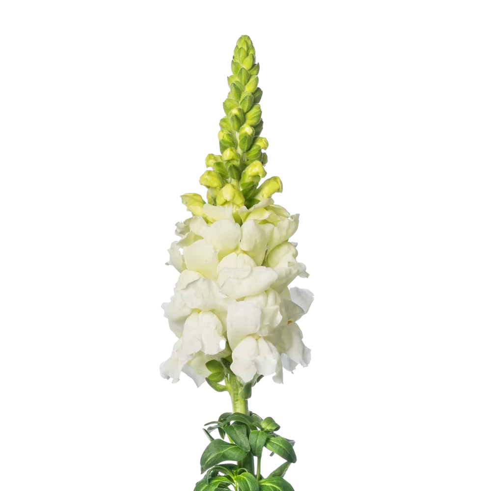 Antirrhinum majus - Nantes - 0 White