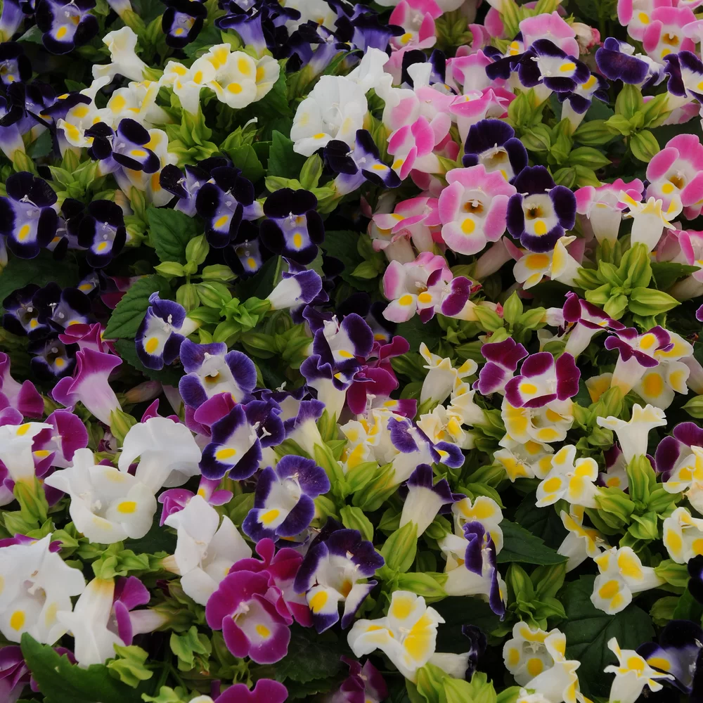 Torenia fournieri Kauai Mix