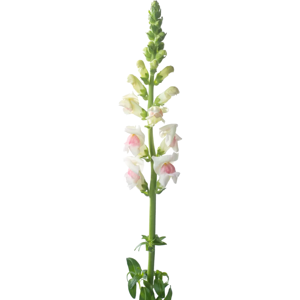 Antirrhinum majus Potomac 4 Appleblossom