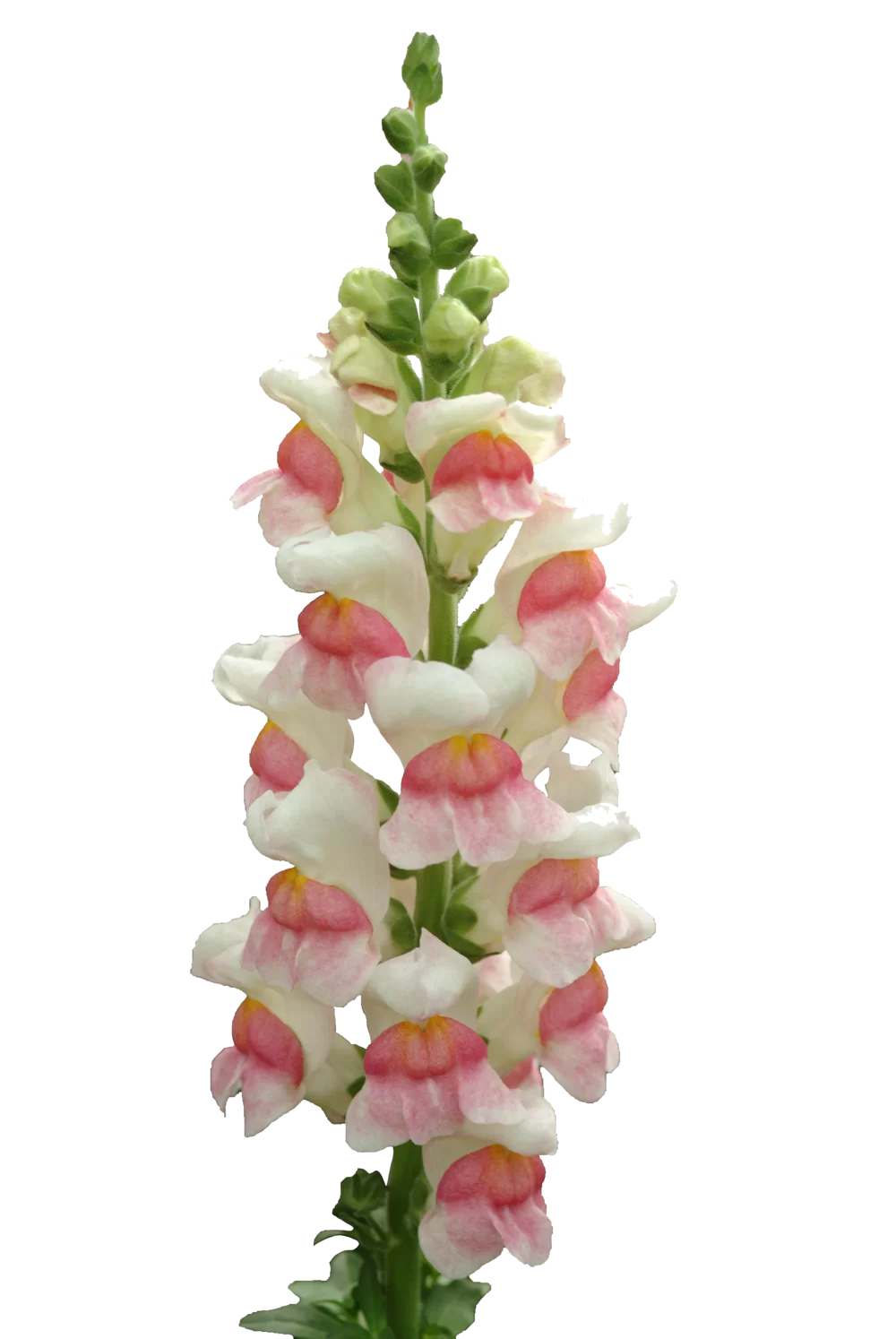 Antirrhinum majus - Potomac - 4 Appleblossom