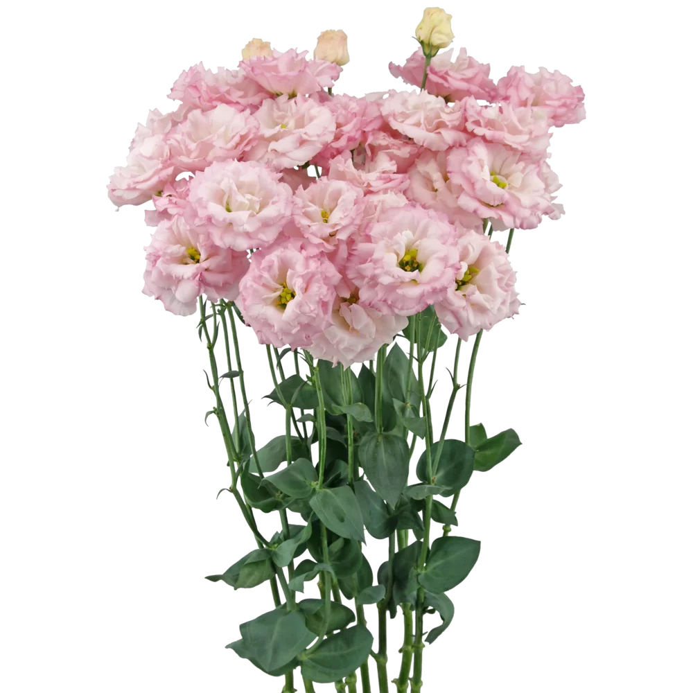 Lisianthus grandiflorum Celeb 1 Sakura Pink