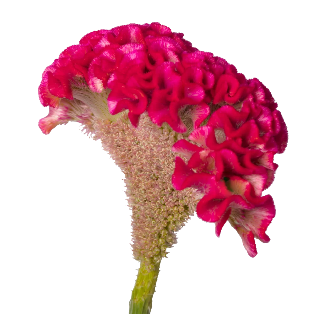 Celosia cristata Stadsland Solid Rose