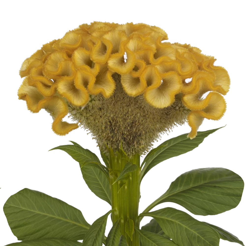 Celosia cristata Stadsland Smashing Yellow