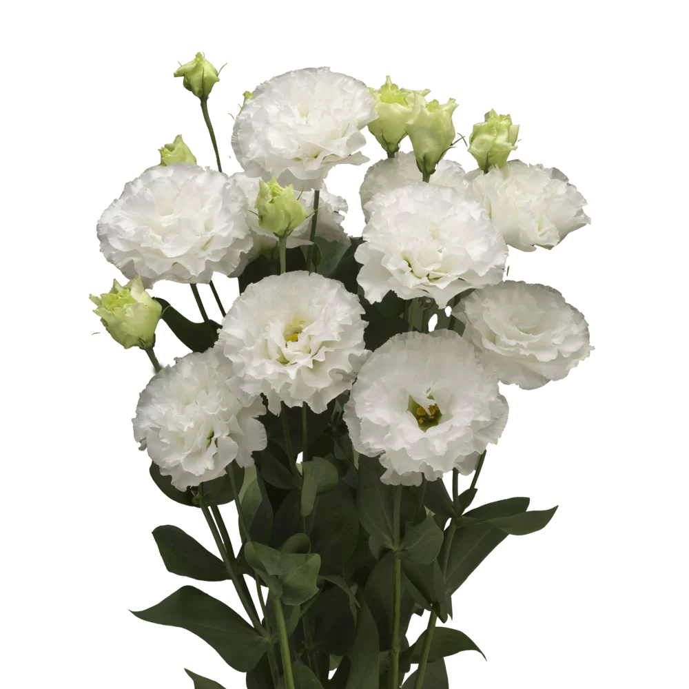 Lisianthus grandiflorum Corelli 2 White Impr.
