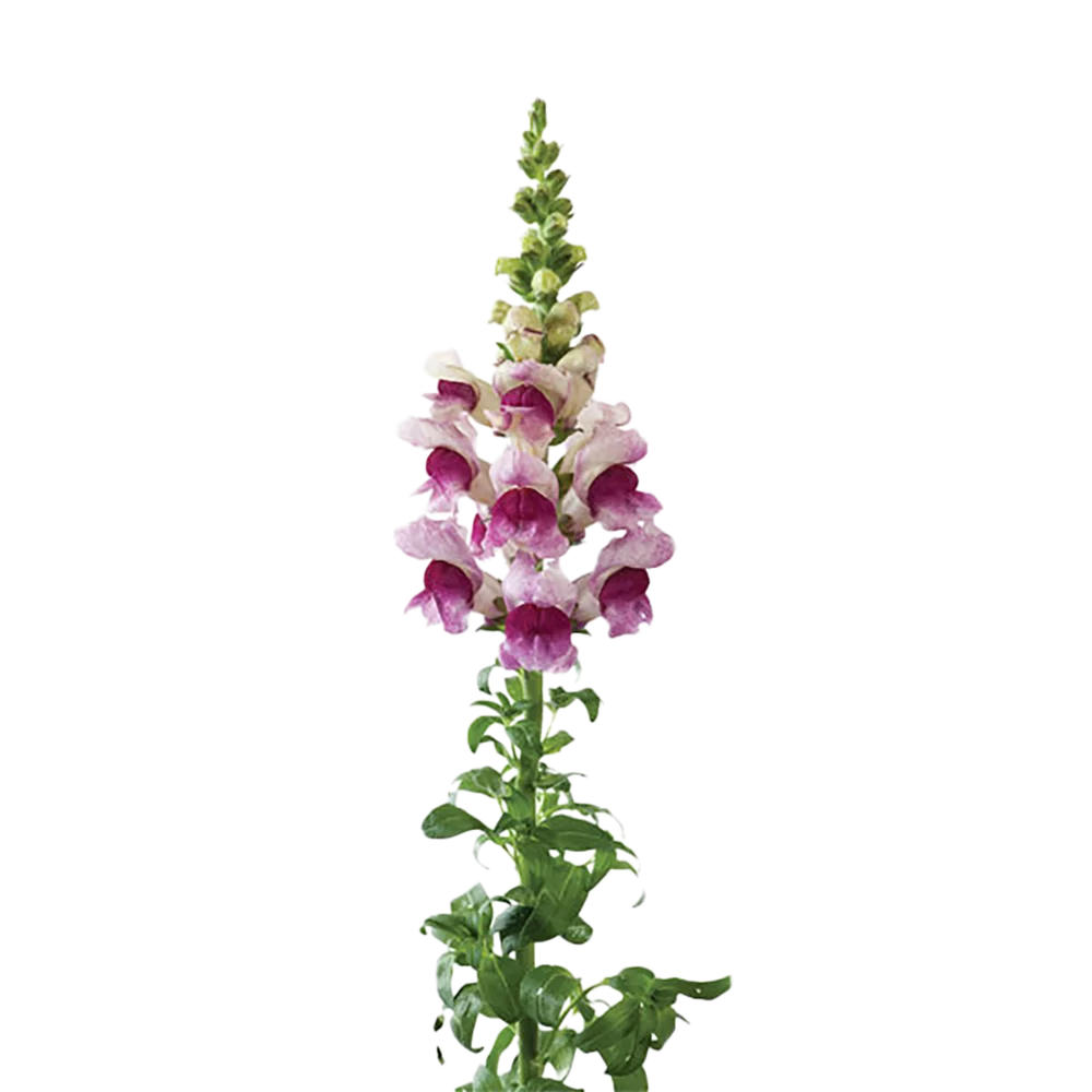 Antirrhinum majus Potomac 4 Plumblossom SN3240