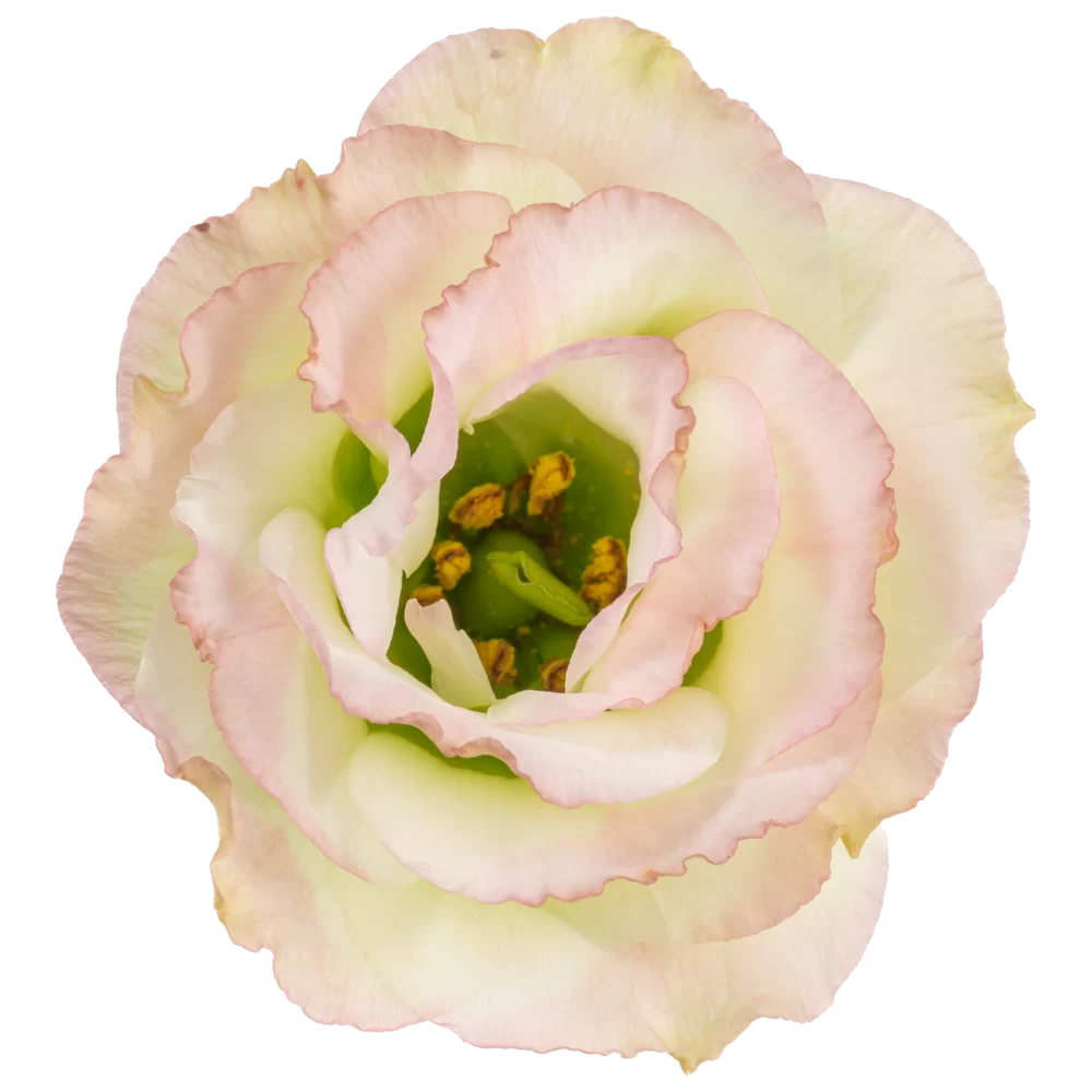 Lisianthus grandiflorum Rosa Double Vintage Rose Picotee - pot