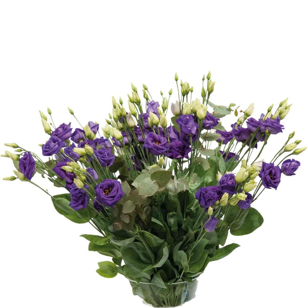 Lisianthus grandiflorum Rosita 3 Blue