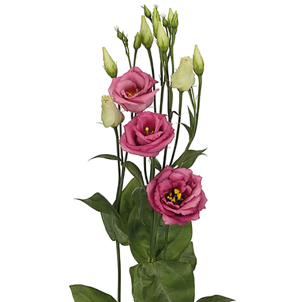 Lisianthus grandiflorum Rosita 4 Rose Pink