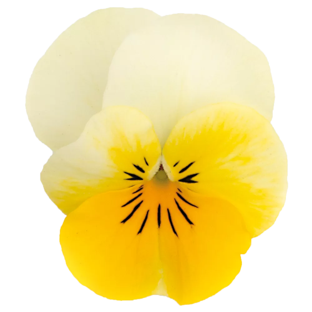 Viola cornuta EVO® Mini Beaconsfied Yellow