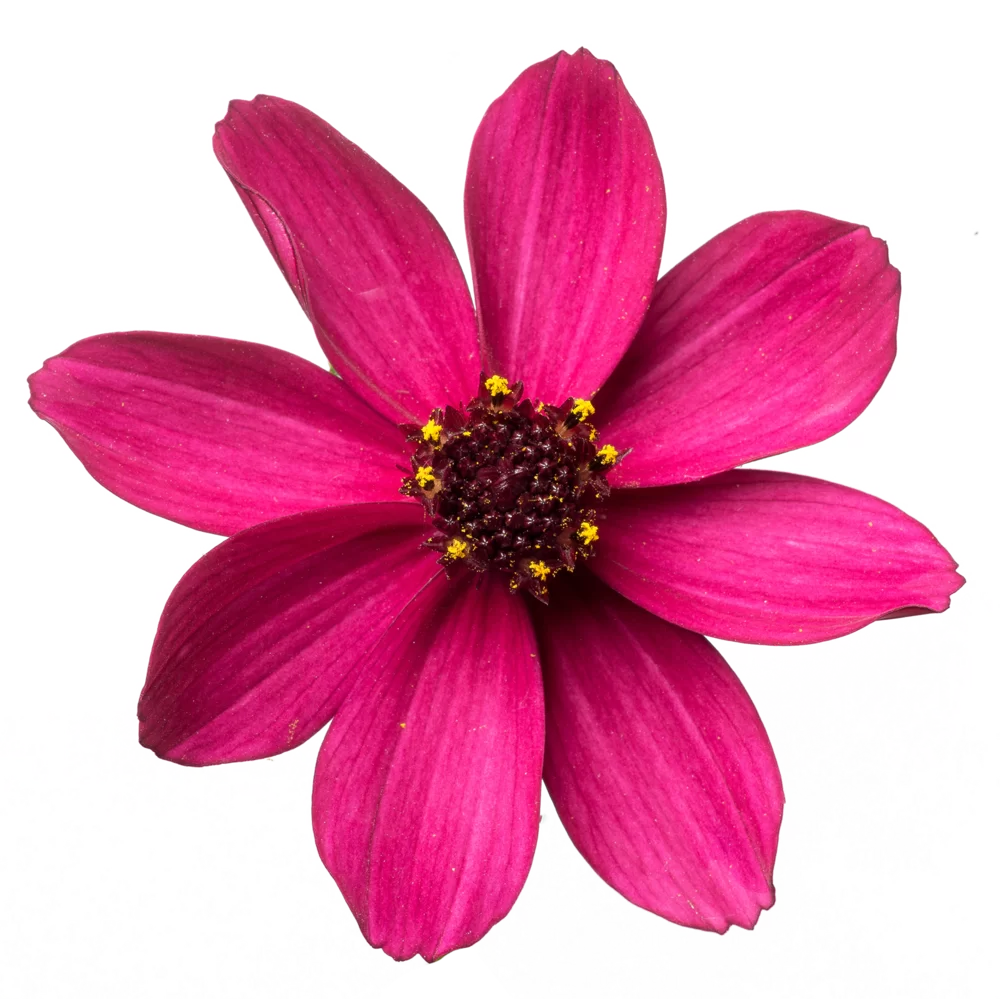 Cosmos atrosanguineus Cherry Chocolate 