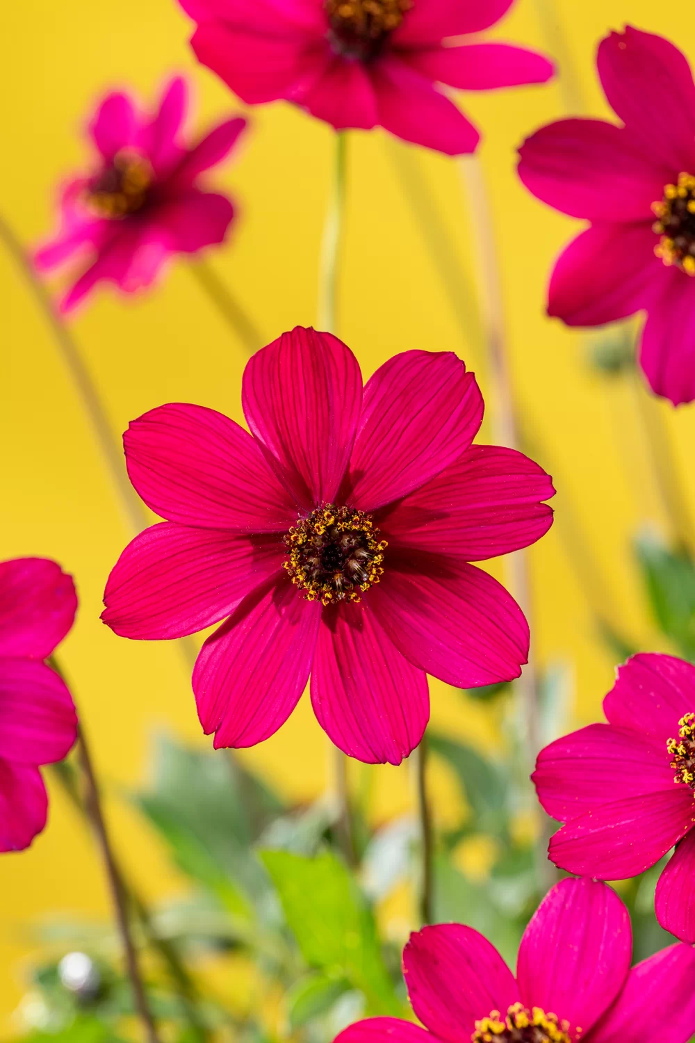 Cosmos atrosanguineus Cherry Chocolate 