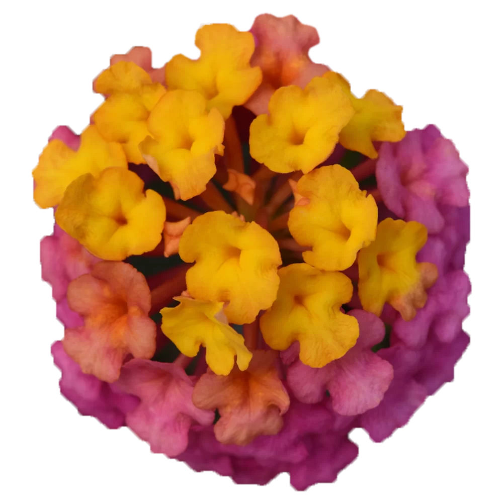 Lantana camara PassionFruit Rose and Yellow