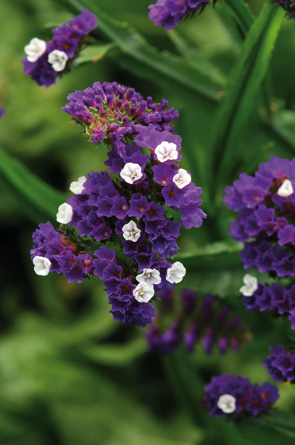 Statice hybridum Sinuata Blue