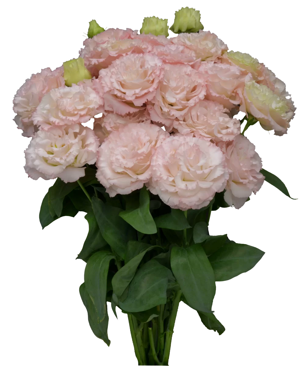 Lisianthus sp. - Chaconne - 2 Light Pink