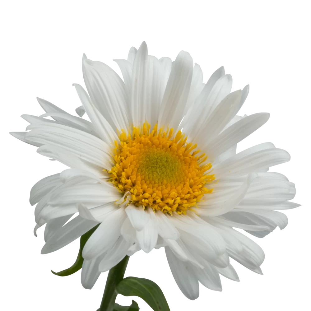 Aster alpinus White