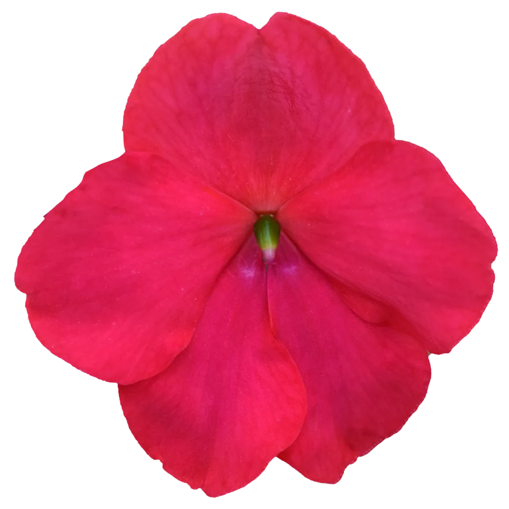 Impatiens walleriana - Beacon® - Lipstick