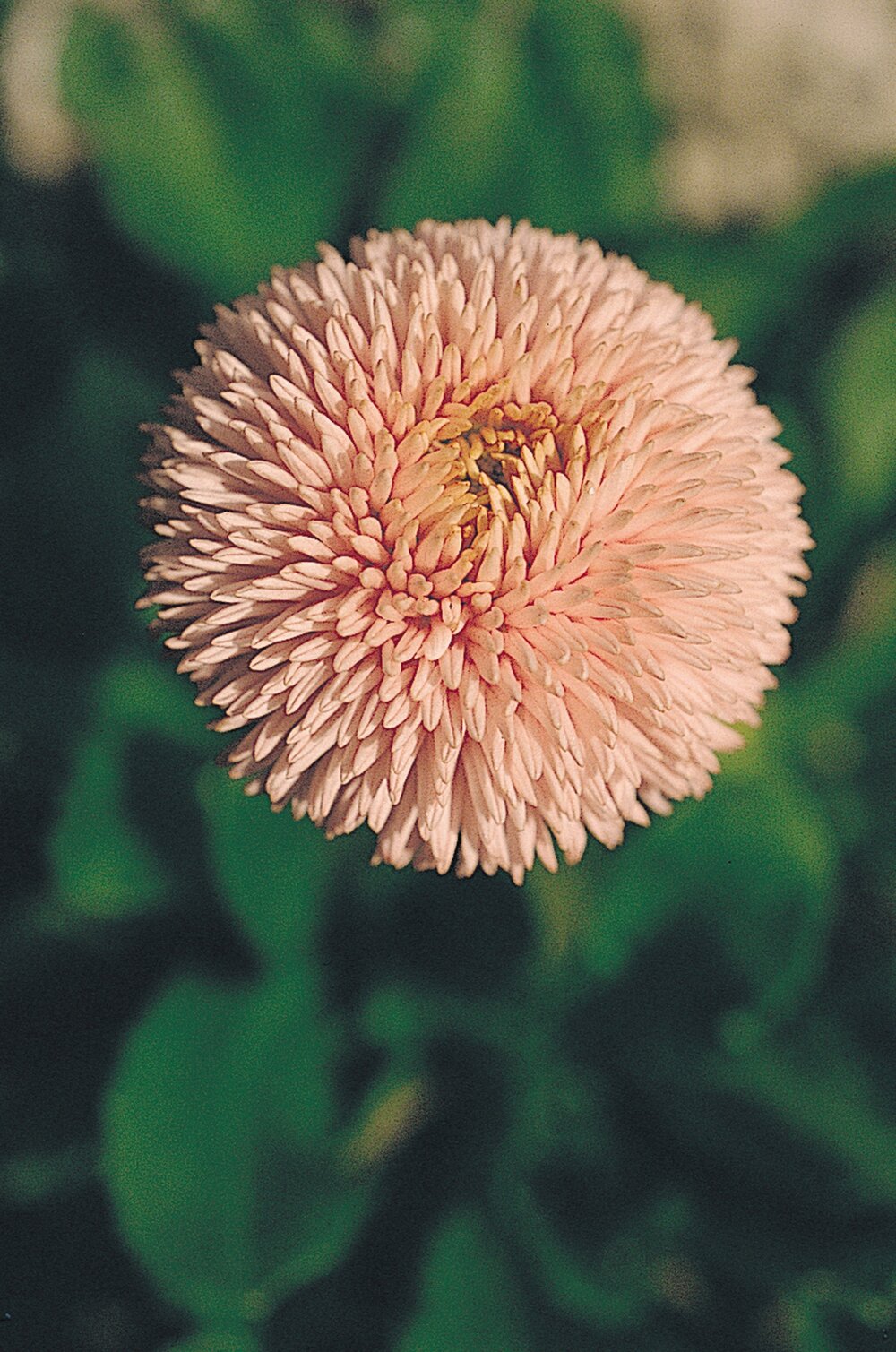 Bellis perennis Robella Rose