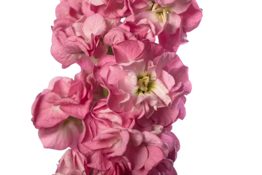 Matthiola incana StoX Rose Pink