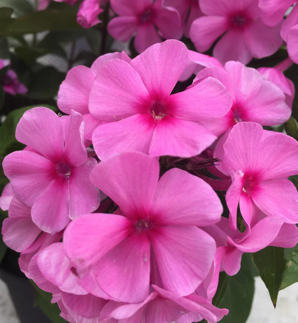 Phlox paniculata Famous Pink