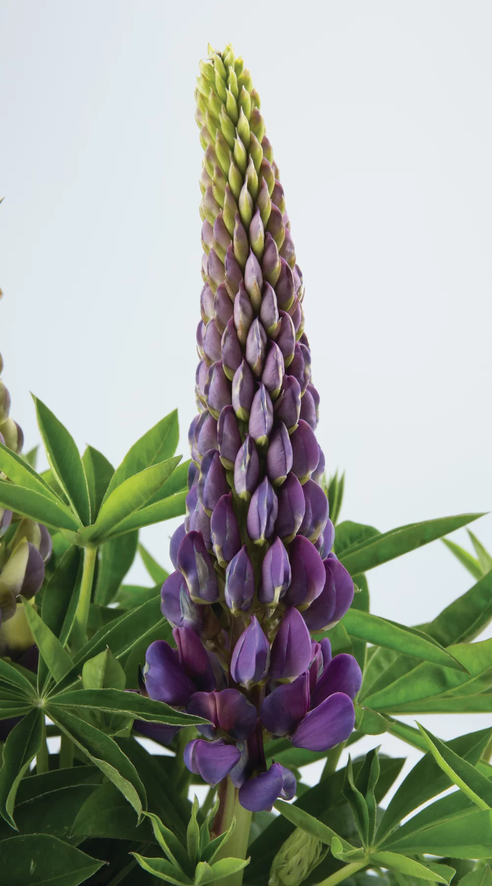 Lupinus polyphyllus Legendary Blue Shades