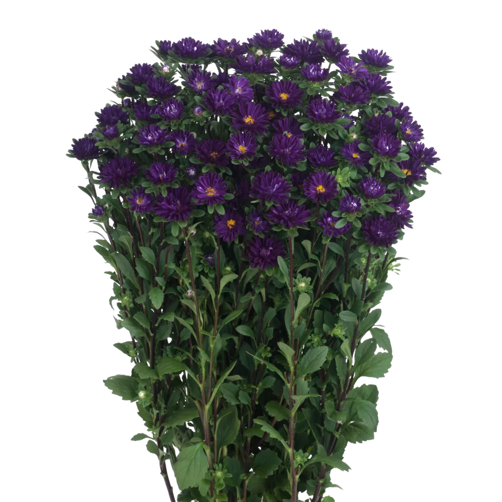Callistephus chinensis Serenade Deep Blue