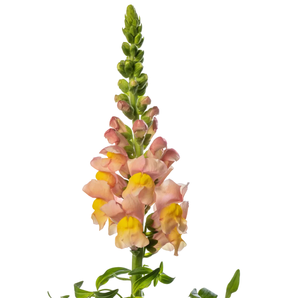 Antirrhinum majus Avignon 2 Apricot
