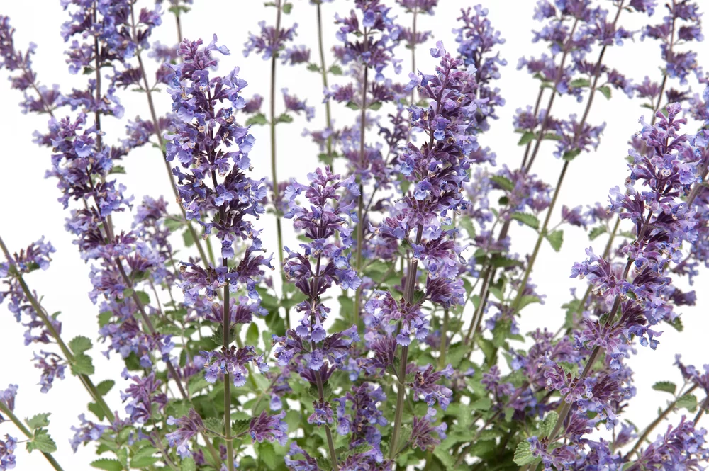 Nepeta faassenii Walker’s Low Walker’s Low