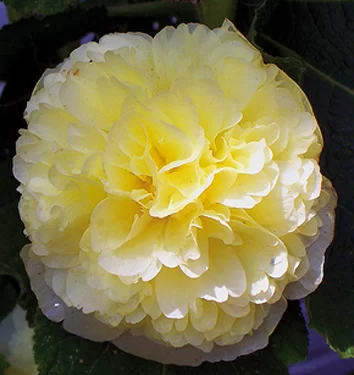 Alcea rosea Chaters Double Yellow