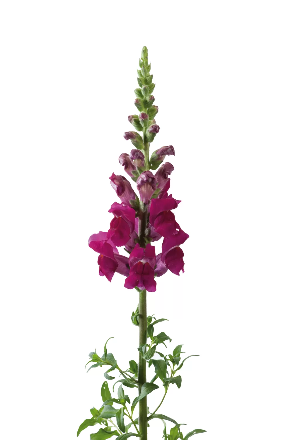 Antirrhinum majus Potomac 4 Royal
