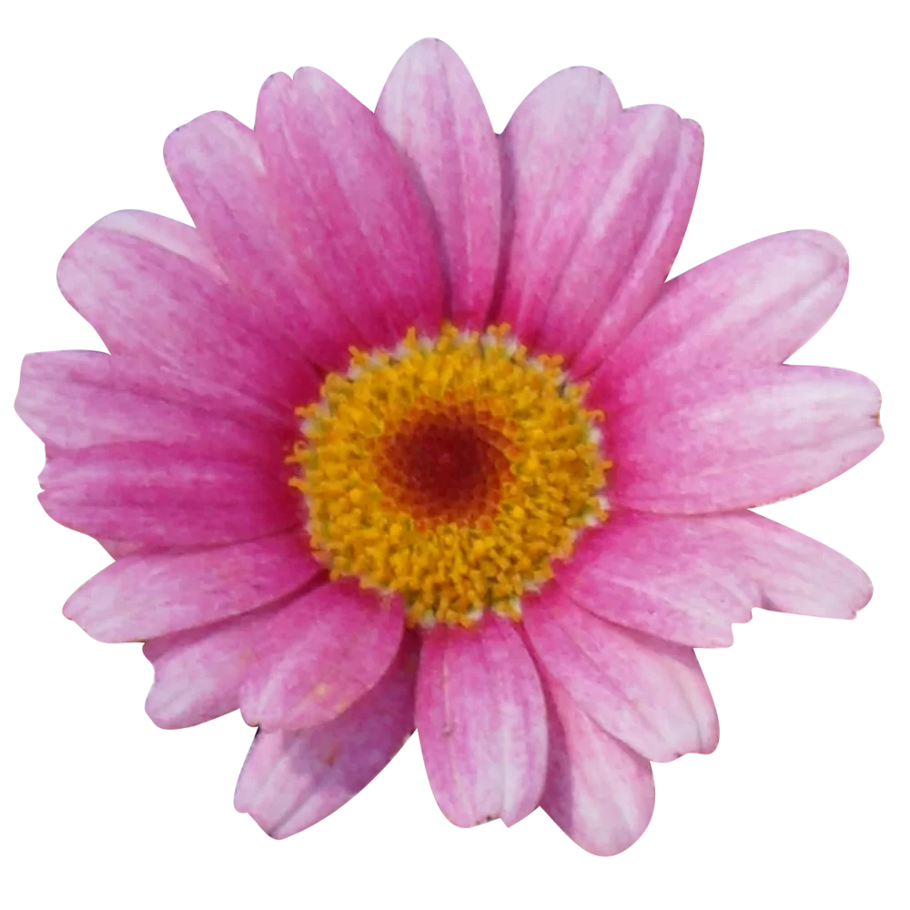 Argyranthemum frutescens Santorini Pink Halo