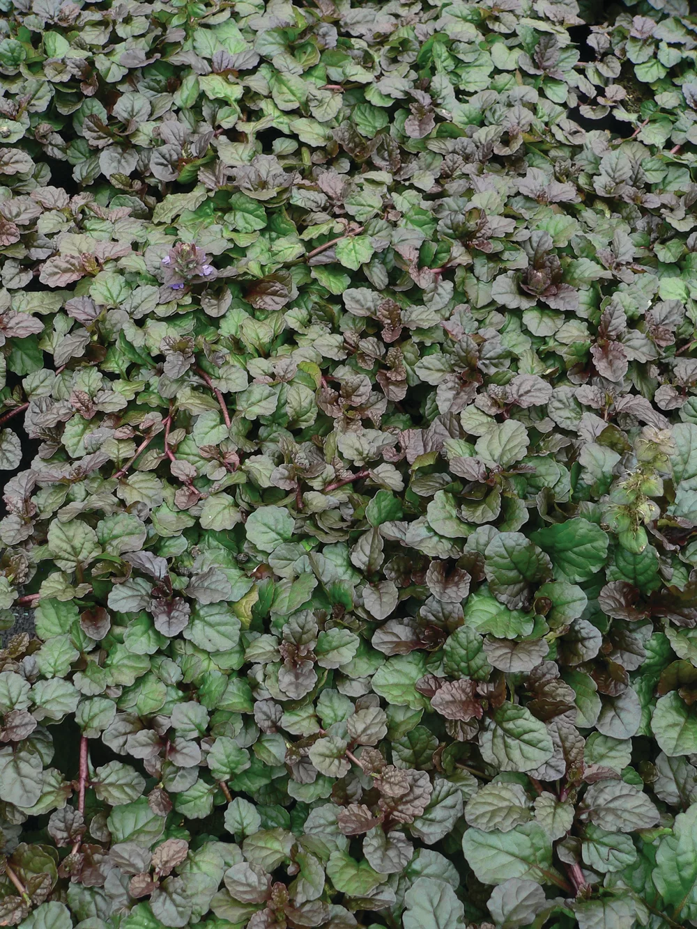 Ajuga reptans Braunherz Braunherz