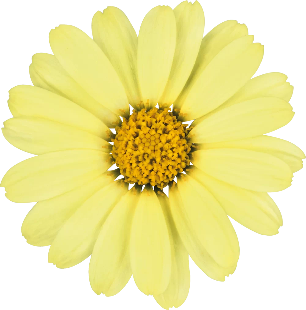 Argyranthemum frutescens Santorini Yellow