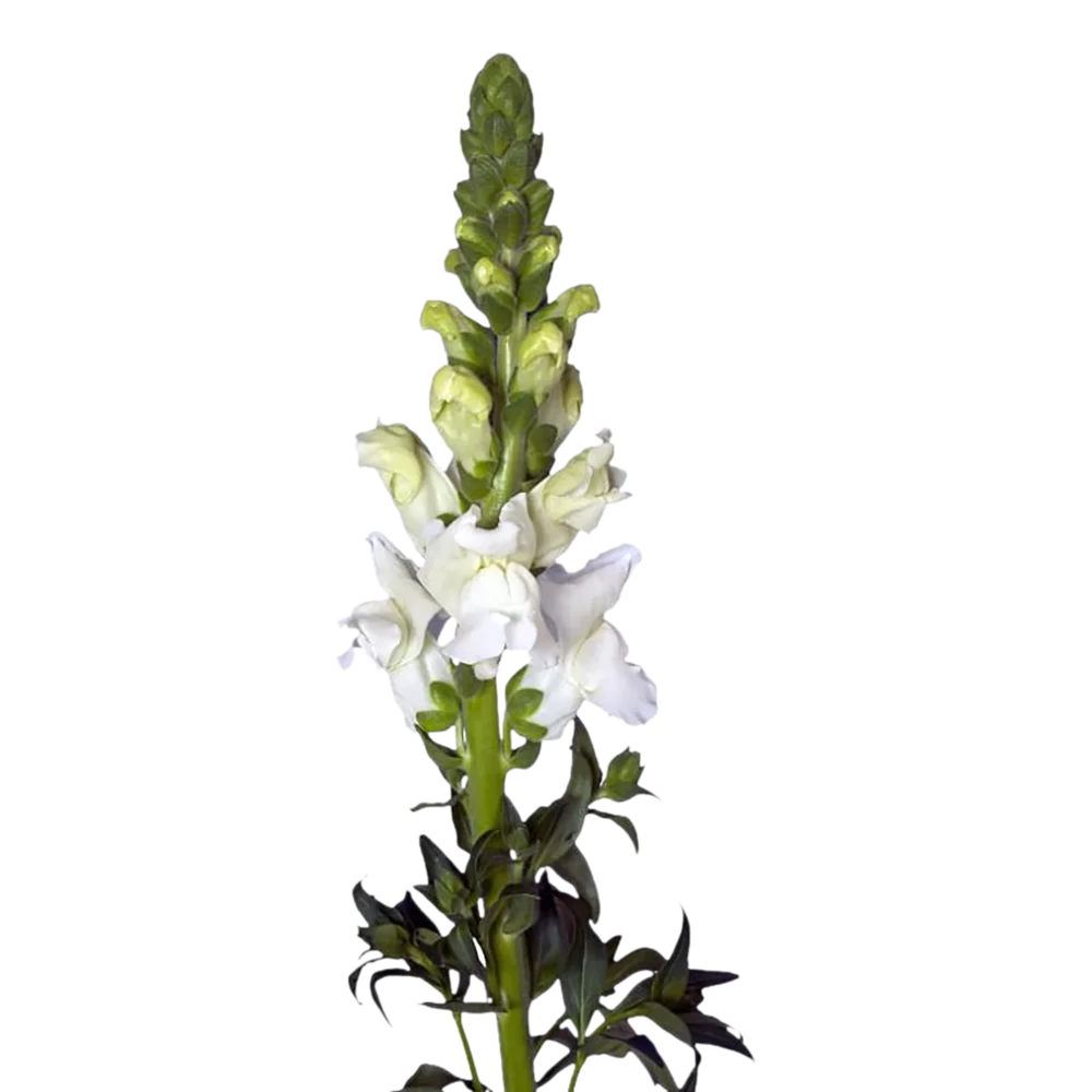 Antirrhinum majus - Orleans - 3-4 White Impr.
