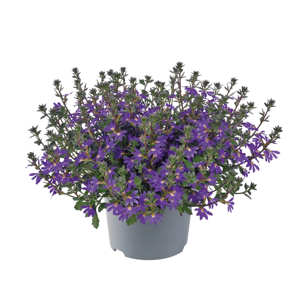 Scaevola aemula Surdiva® Deep Violet Blue