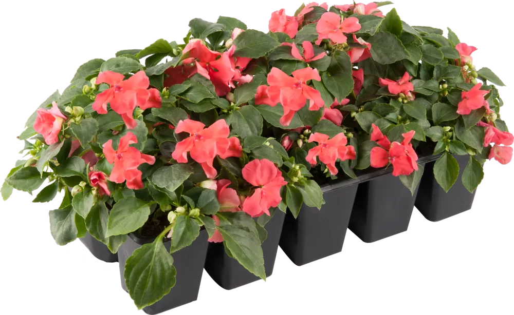 Impatiens walleriana Beacon® Coral