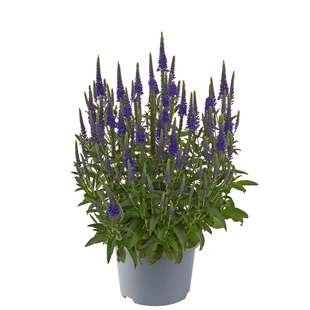 Veronica spicata - Anniversary - Blue