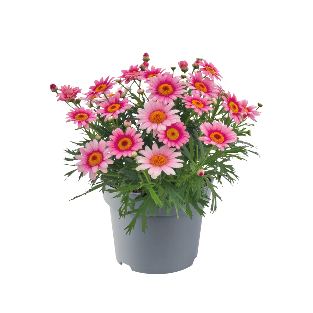 Argyranthemum frutescens Santorini Pink Halo