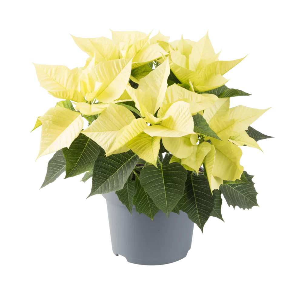 Euphorbia pulcherrima Specials Limoncello