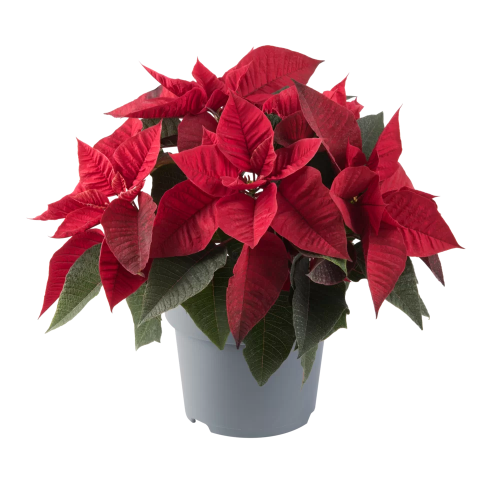 Euphorbia pulcherrima Specials Ruby Red