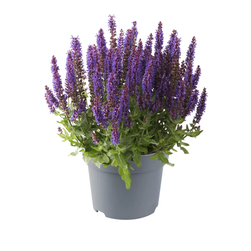 Salvia nemorosa Sensation® Compact Dark Blue